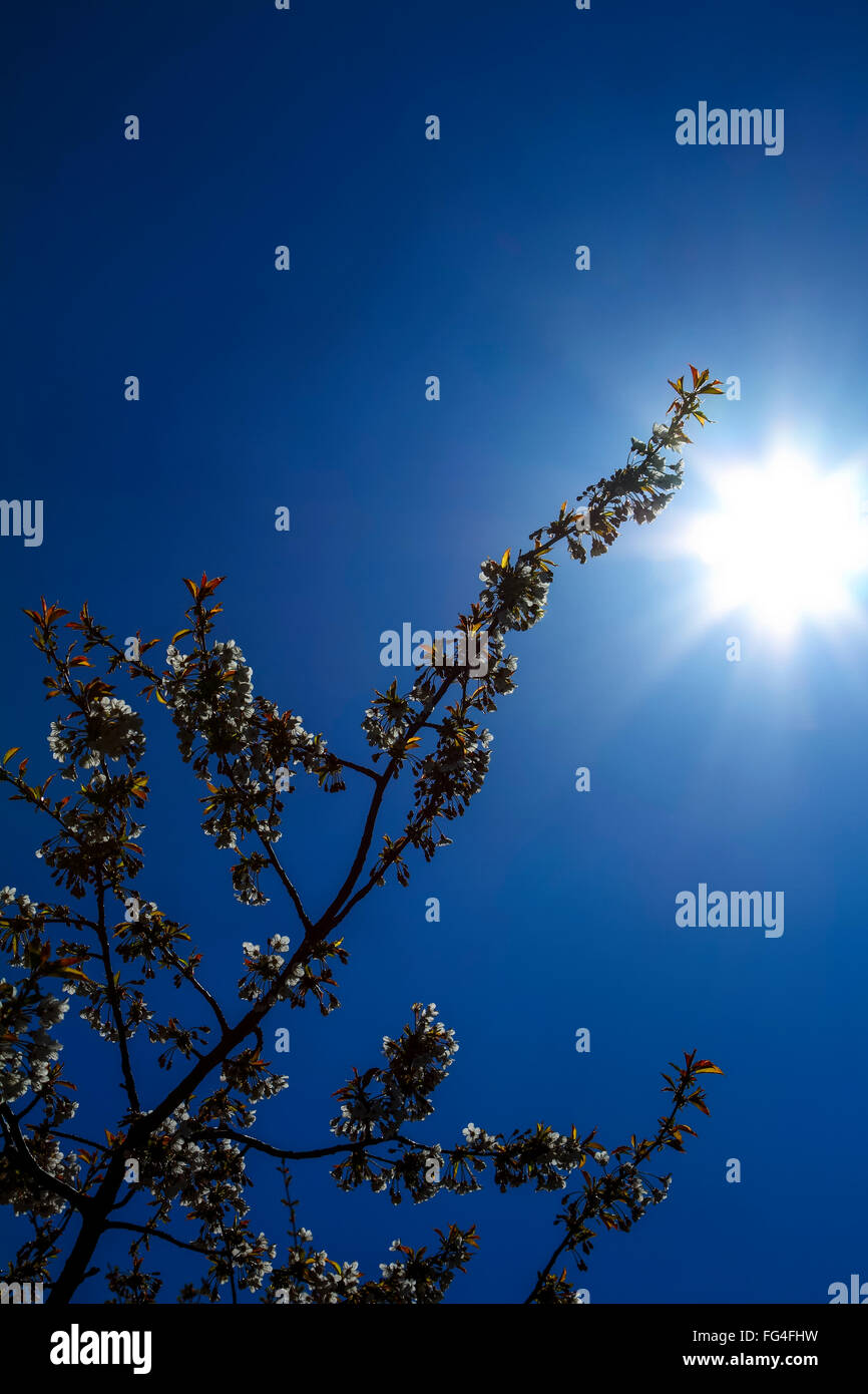 Cerezo en Flor en un día despejado de primavera con el sol brillando Foto de stock