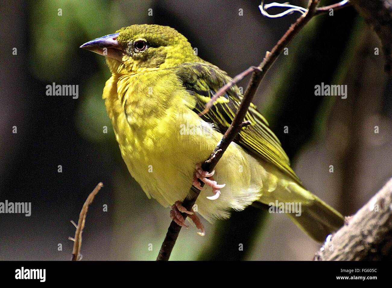 Pájaro posado en la rama verde Foto de stock
