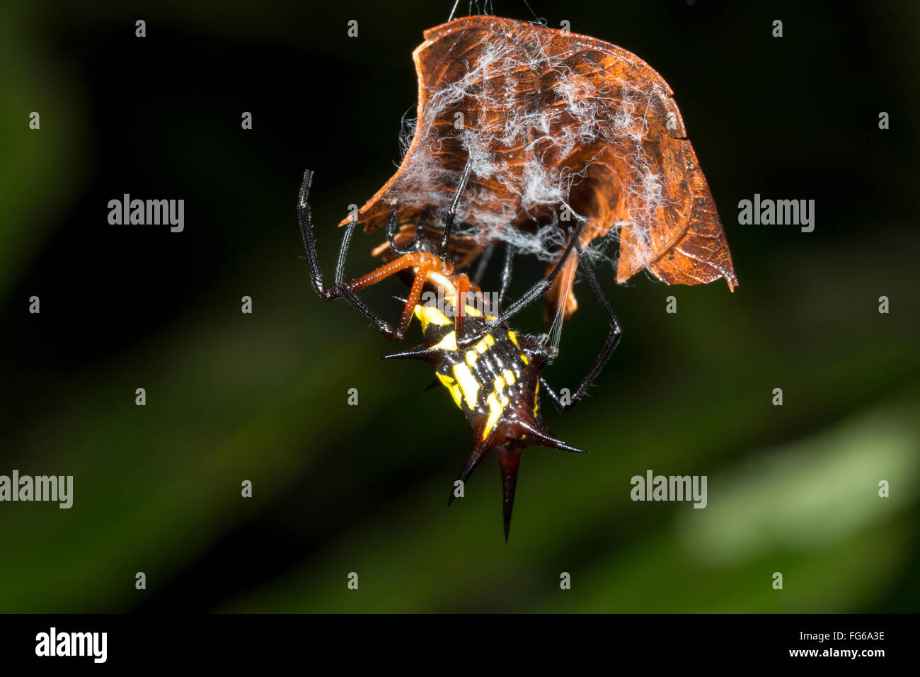 Espinosa (araña Micranthena sp.) envolviendo sus huevos en un nido de seda en una hoja suspendida en el sotobosque de la selva en Ecuador Foto de stock