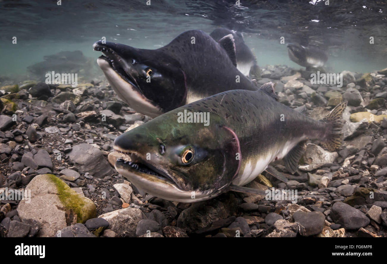 Salmón rosado (Oncorhynchus gorbuscha) par de desove en un intertidal arroyo que es afluente del Prince William Sound, Southcentral Alaska Foto de stock