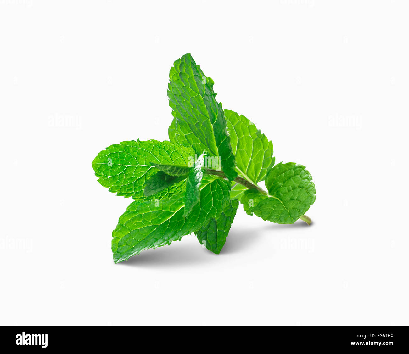 Hojas de Menta en un tallo sobre fondo blanco; Toronto, Ontario, Canadá Foto de stock