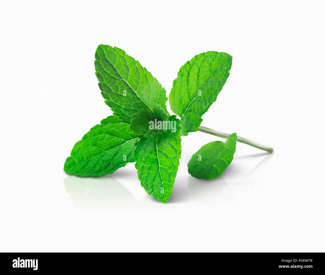 Hojas de Menta en un tallo sobre fondo blanco; Toronto, Ontario, Canadá Foto de stock