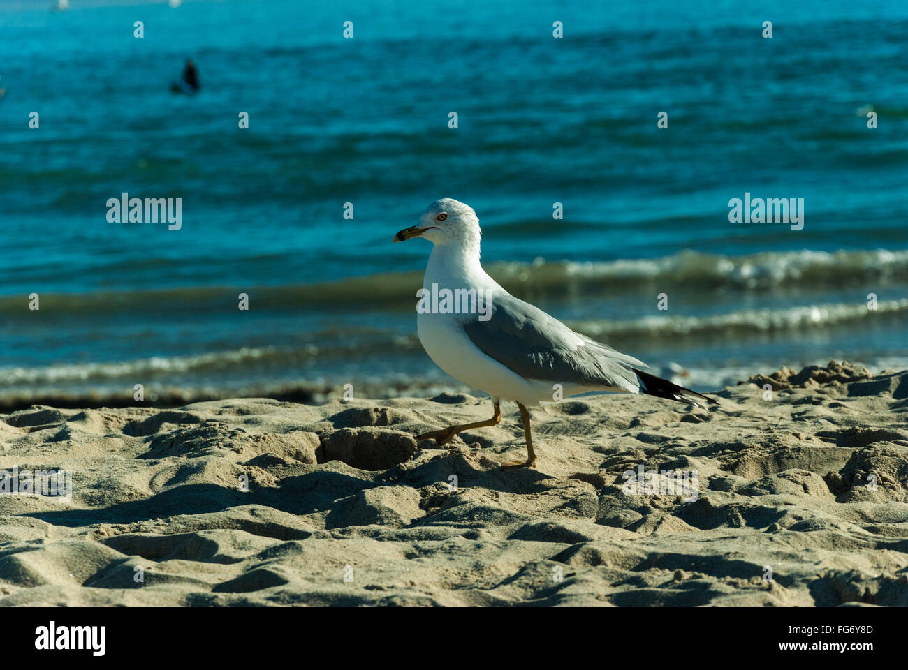 Una gaviota en la orilla de la playa Venice Los Ángeles California Foto de stock