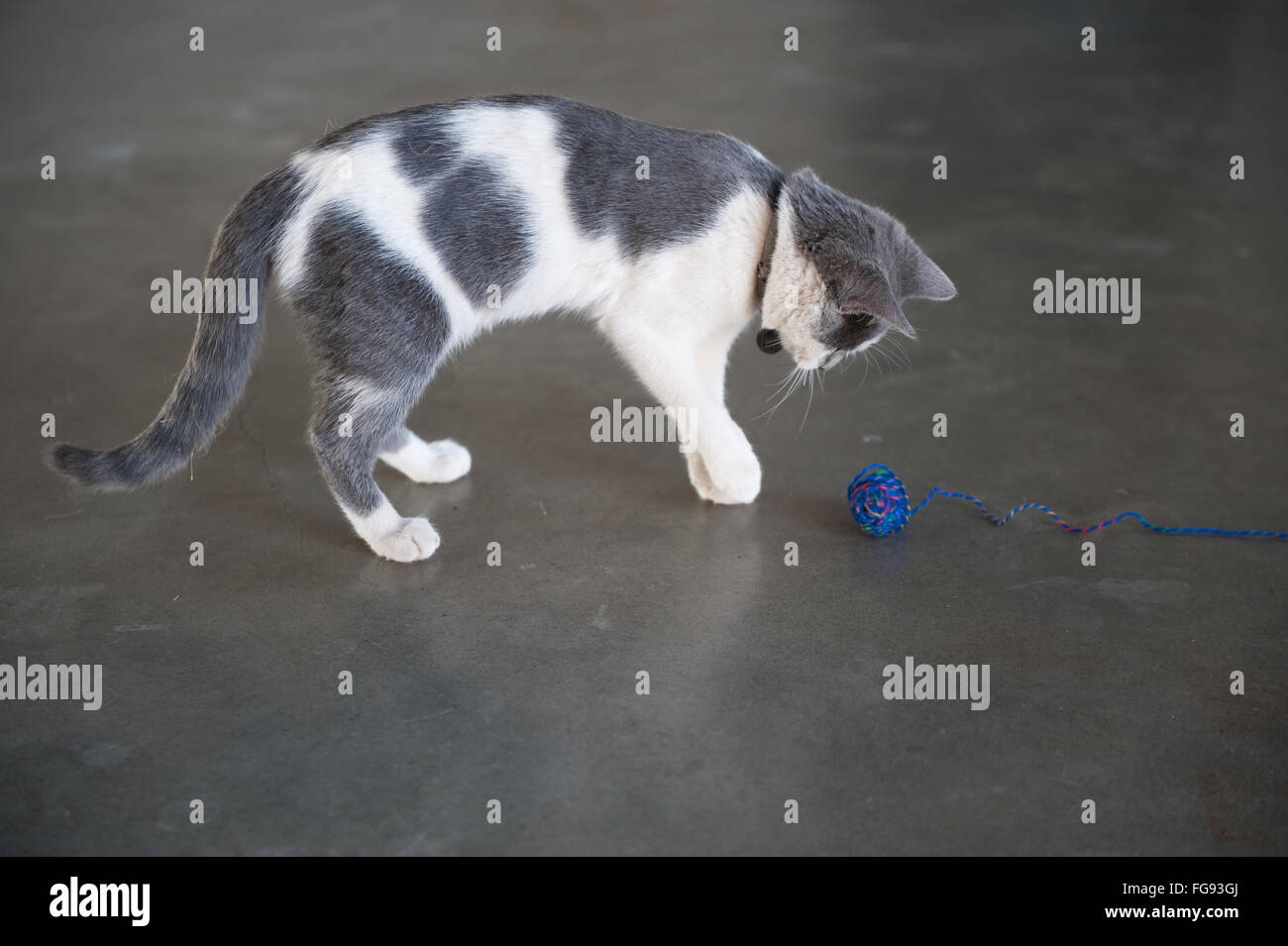 Juguetón gatito con la bola de lana Foto de stock