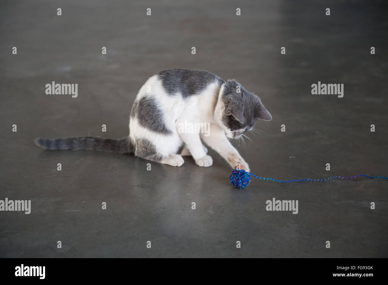 Gatito jugando con la bola de lana Foto de stock