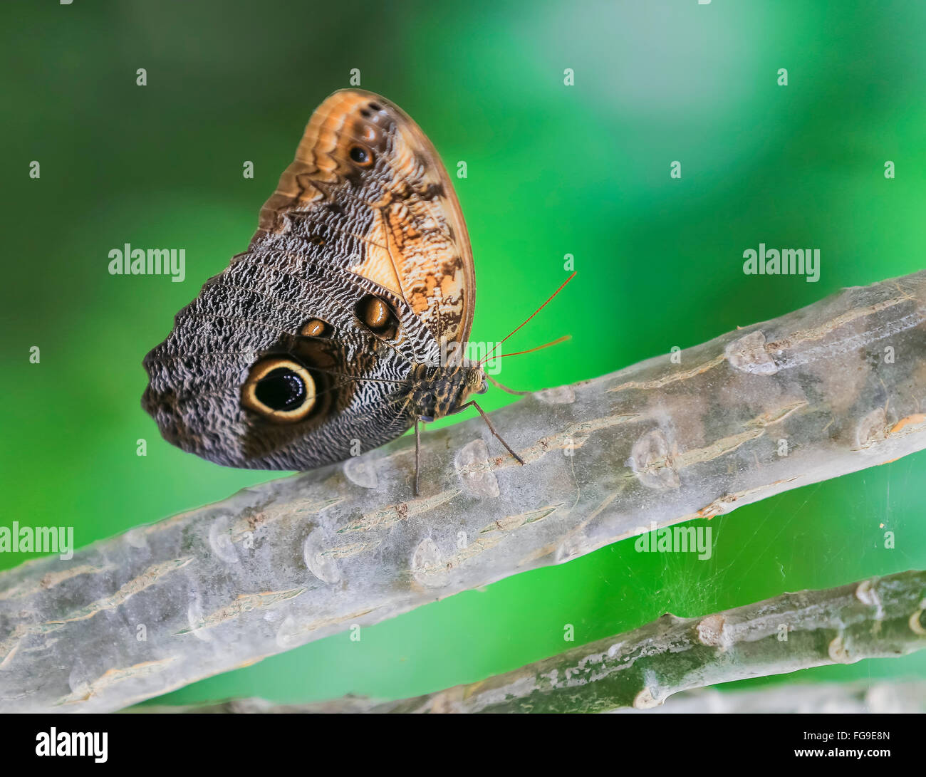 Morpho helena fotografías e imágenes de alta resolución - Alamy