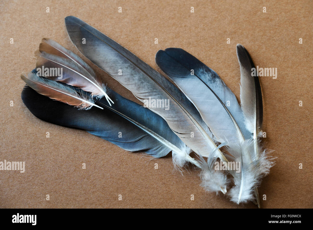 Este Mockingbird plumas. Un halcón Cooper había matado el sinsonte,  esparcidos por las plumas del pájaro muerto en mi camino y th Fotografía de  stock - Alamy