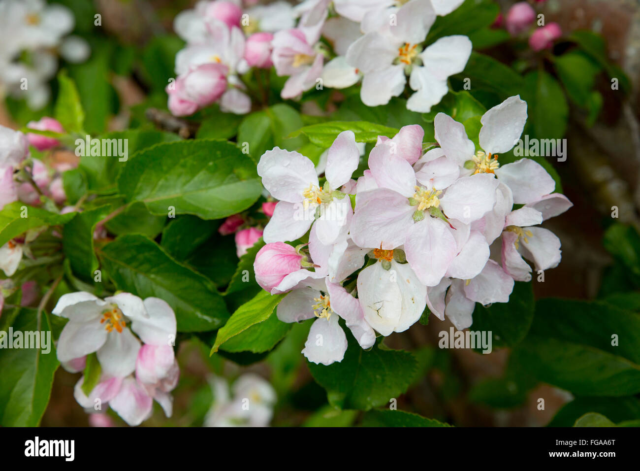 Apple Blossom, Primavera; Cornwall; UK Foto de stock