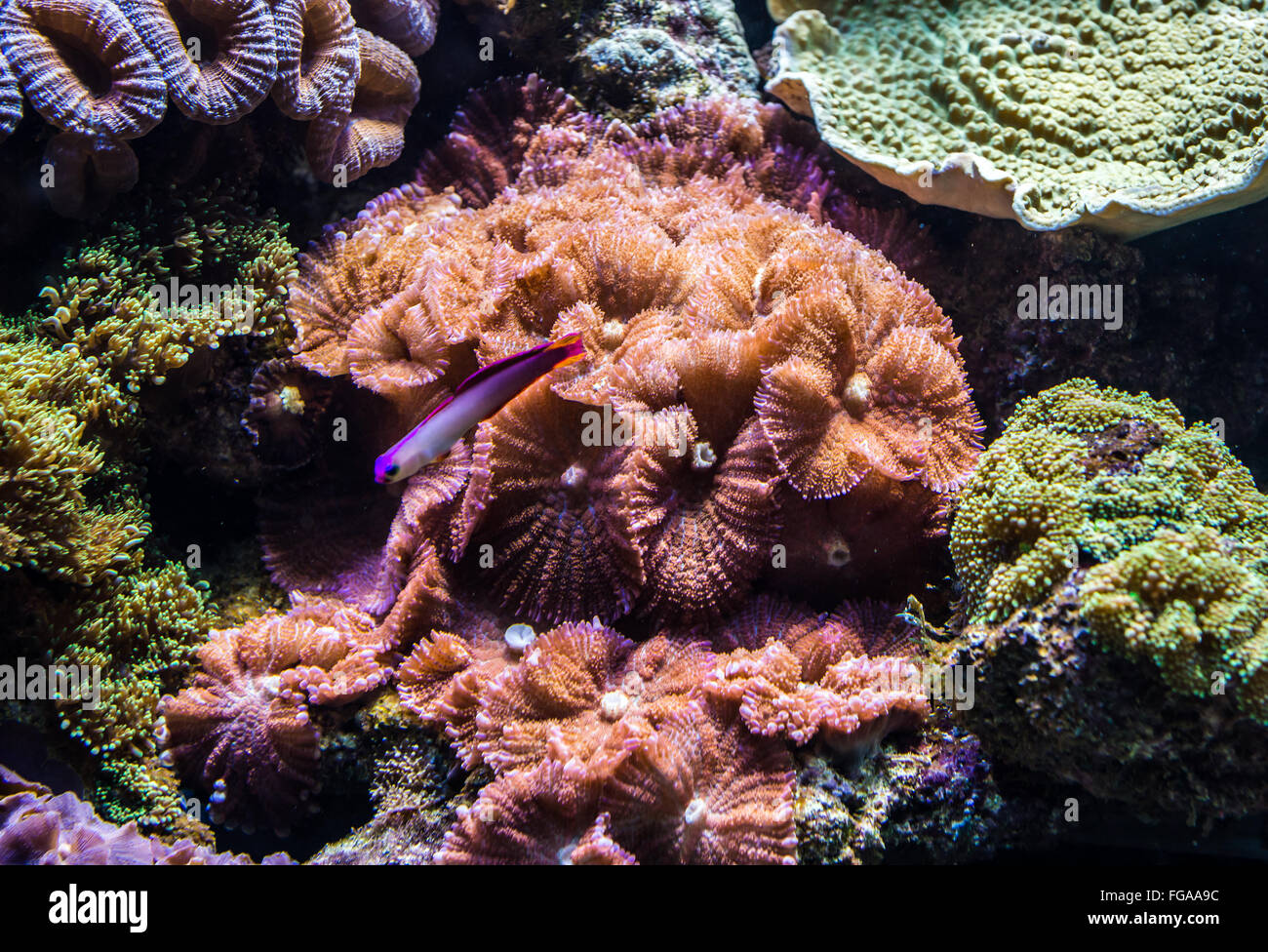 Los corales en el acuario de agua salada Foto de stock