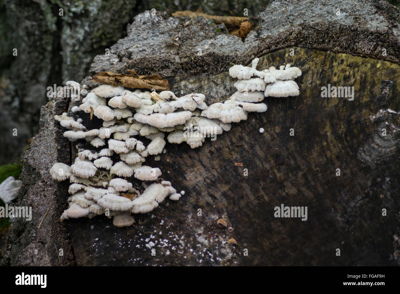 Setas blancas en el tronco de árbol Foto de stock