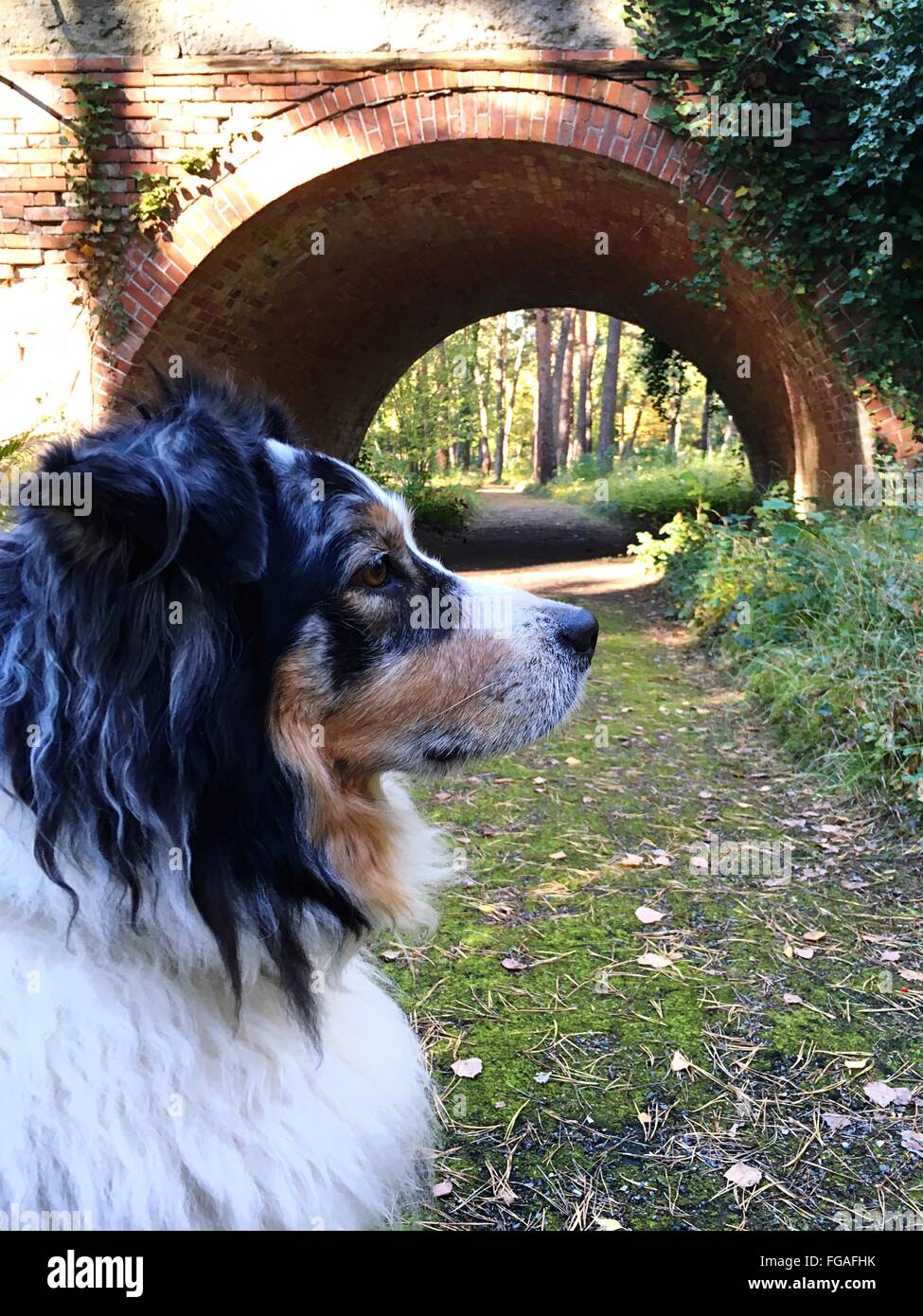Vista lateral del perro en campo contra el túnel Foto de stock