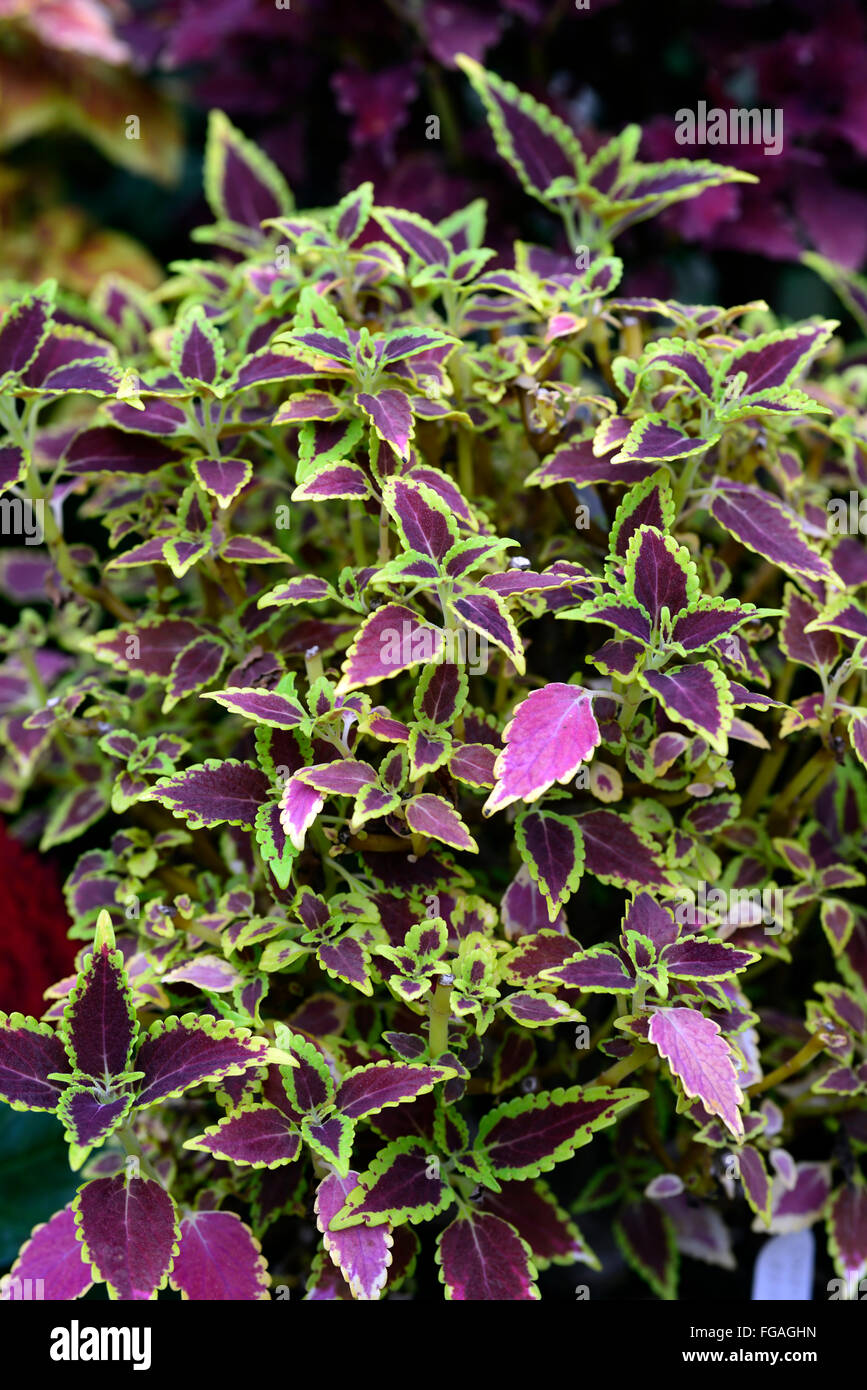 Coleus Royal Scott Coleus blumei púrpura verde Solenostemon