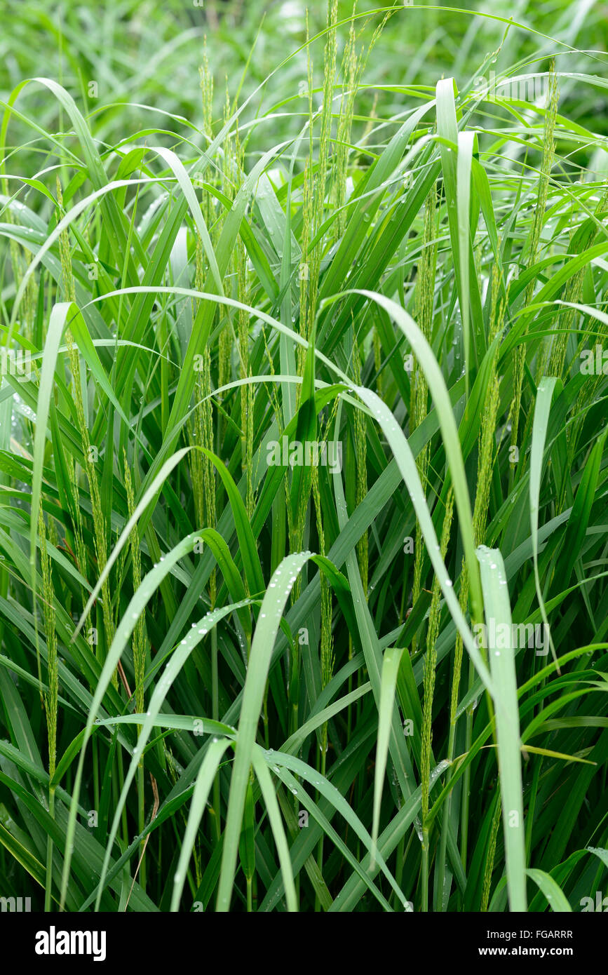 Panicum virgatum strictum interruptor antiguo pánico verde hierba gramíneas herbáceas ornamentales de jardinería jardín floral de RM Foto de stock