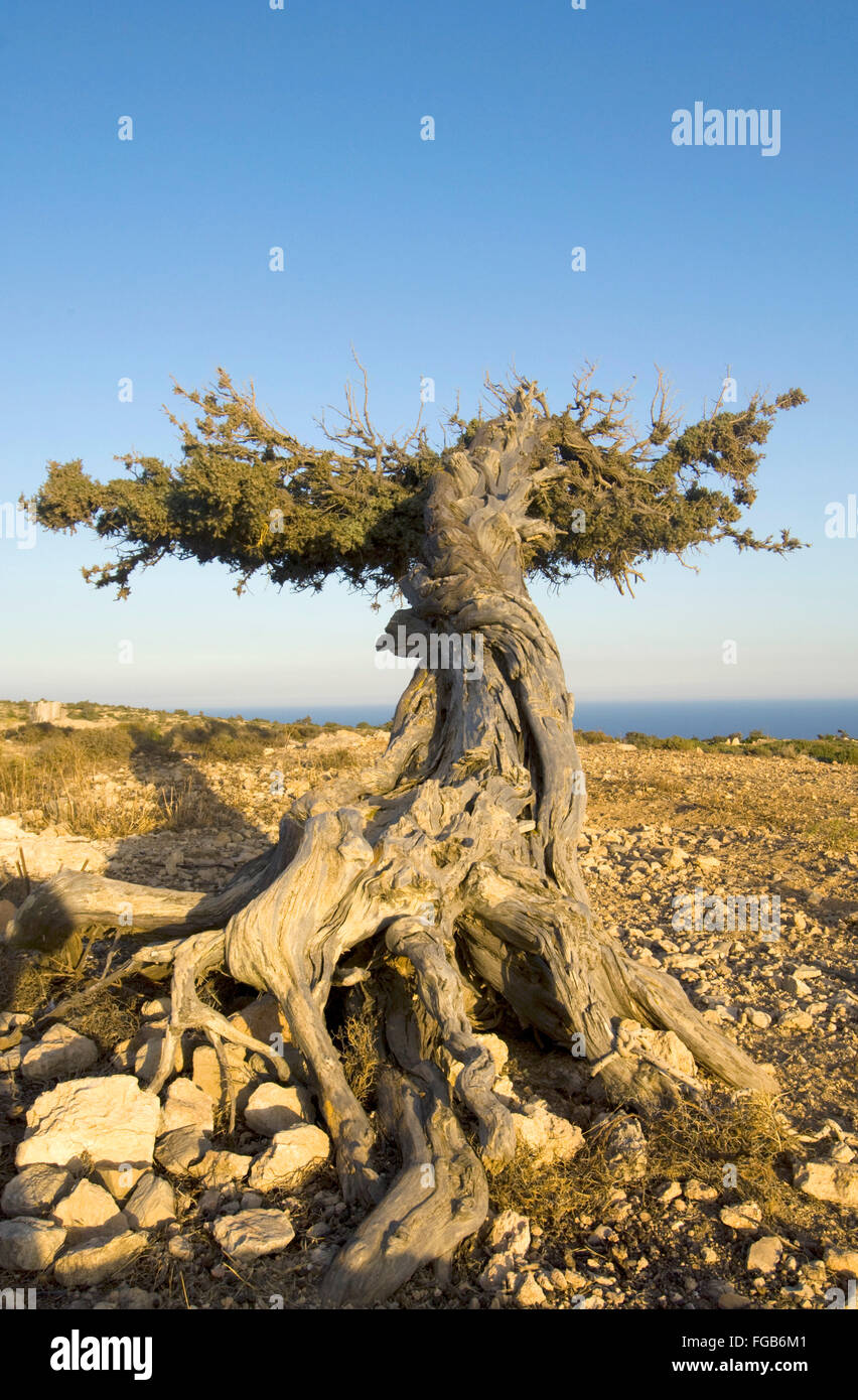 Griechenland, Kreta, Insel Gavdos, Paisaje und vegetación Foto de stock
