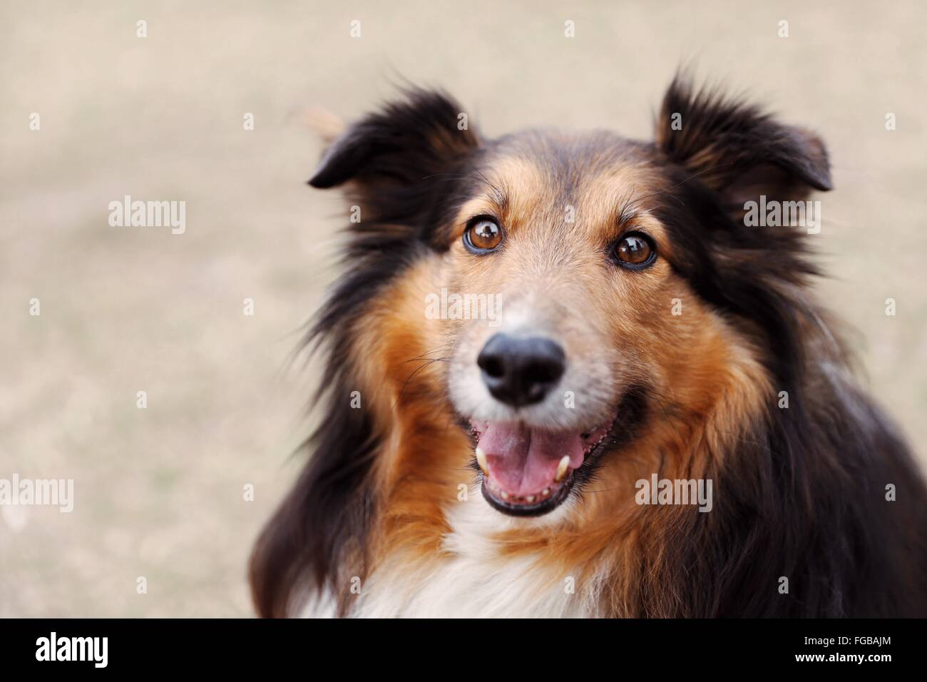 Retrato de Shetland Perros de pastor en el campo Foto de stock