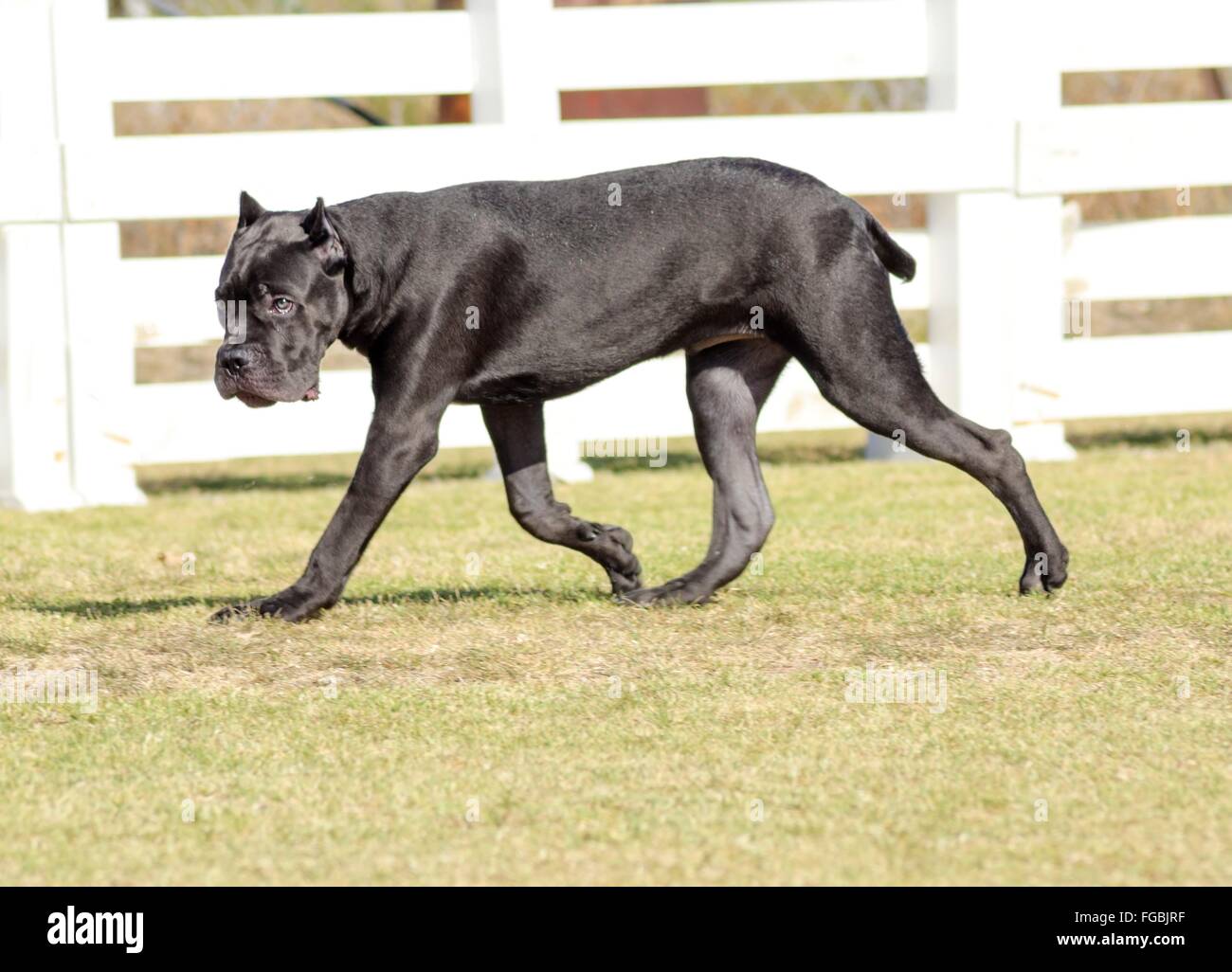 Un joven, hermoso blanco y negro perro corso Caña de tamaño mediano con orejas recortadas corriendo sobre la hierba. El Mastiff es una italiana Foto de stock