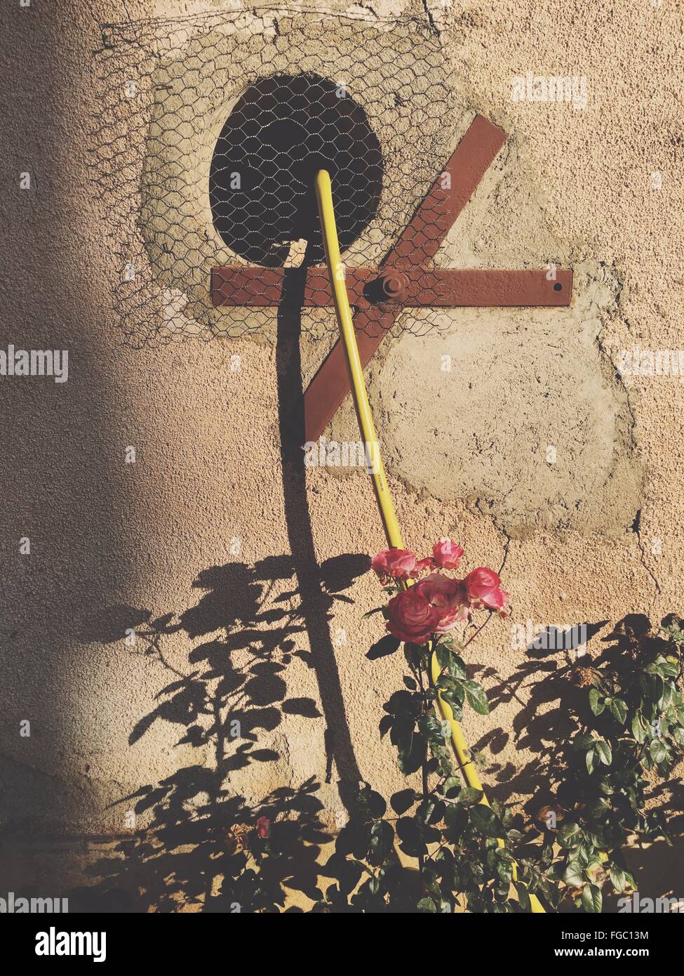 El cultivo de rosas en contra de la construcción de planta exterior Foto de stock