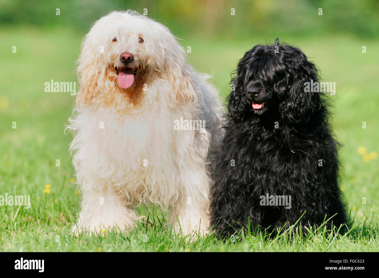 Perro de Agua portugués. Blanco y negro adulto sentado sobre el césped.  Alemania Fotografía de stock - Alamy