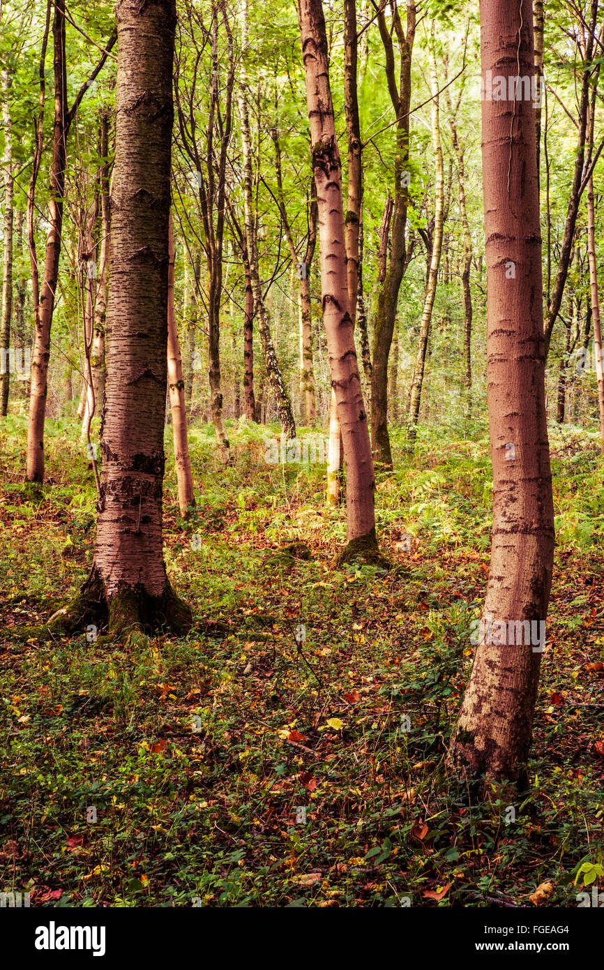Los árboles de un bosque a principios de otoño. Foto de stock