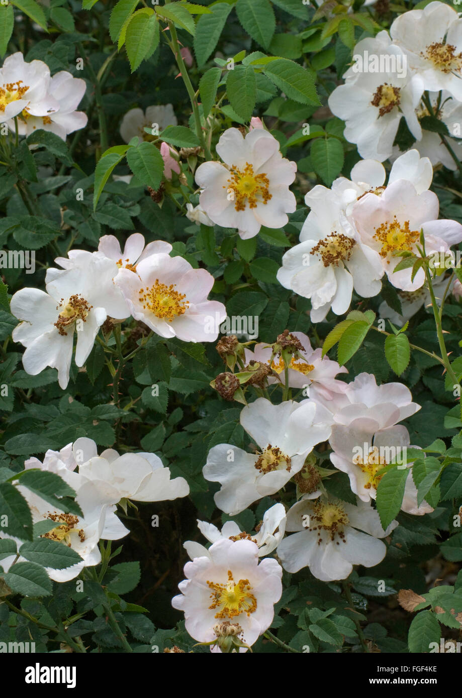 Rosa macrantha, Rose, especies Foto de stock