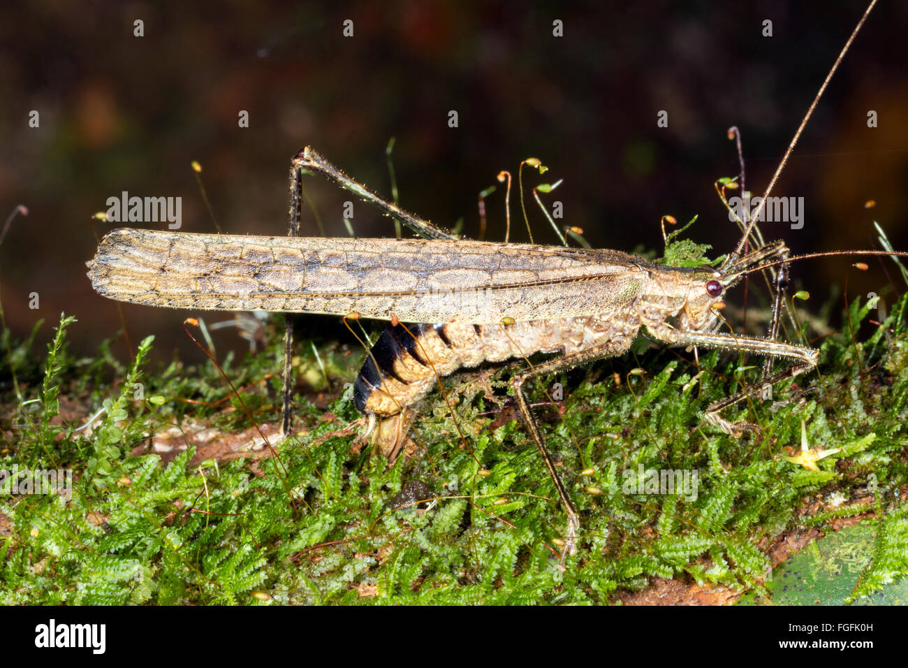 Casquillo hembra cricket los huevos. Su ovopositor es insertado en una rama cubiertas de musgo. En la provincia de Pastaza, Ecuador Foto de stock