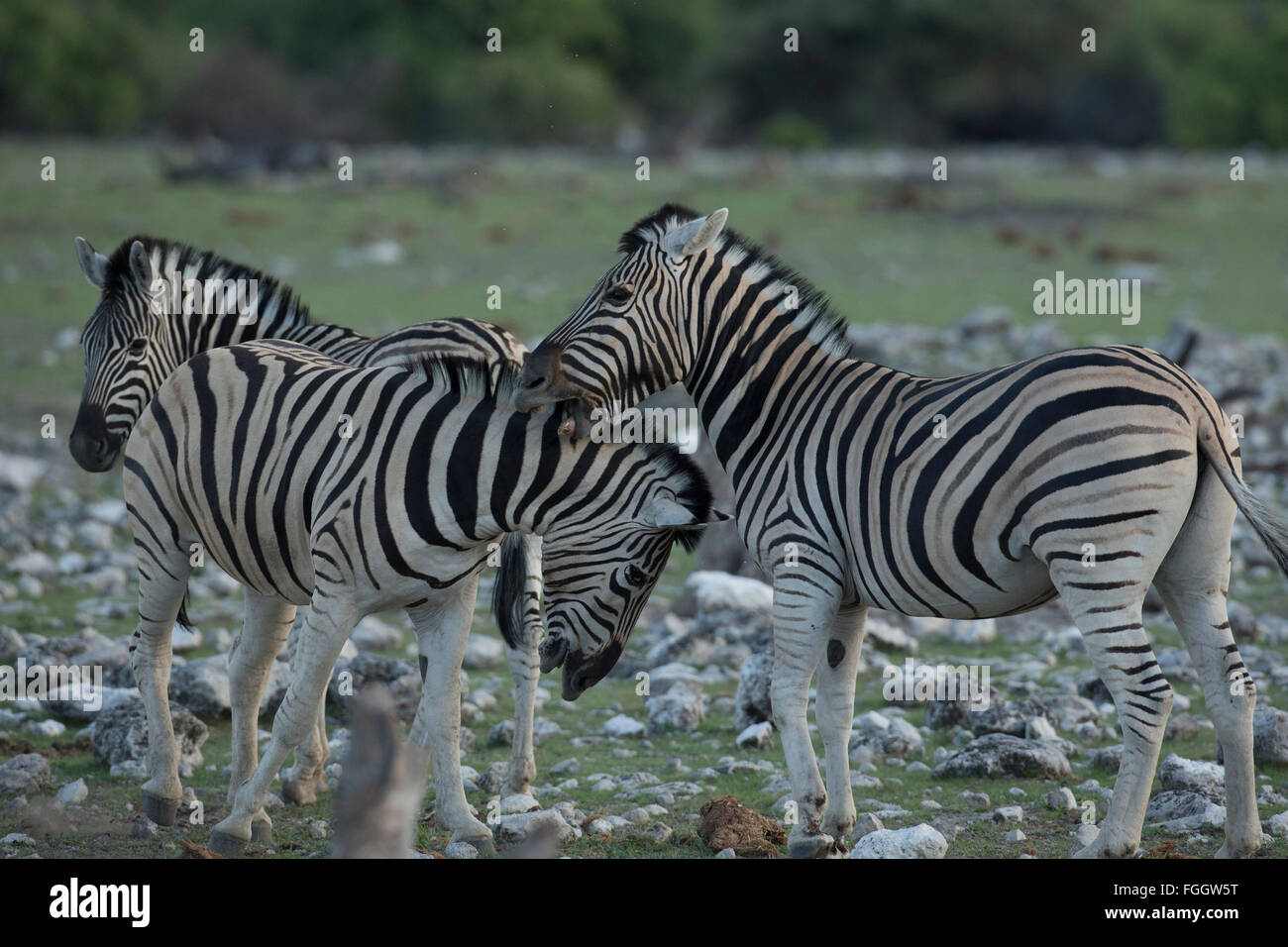 Zebra , dos animales sparring Foto de stock