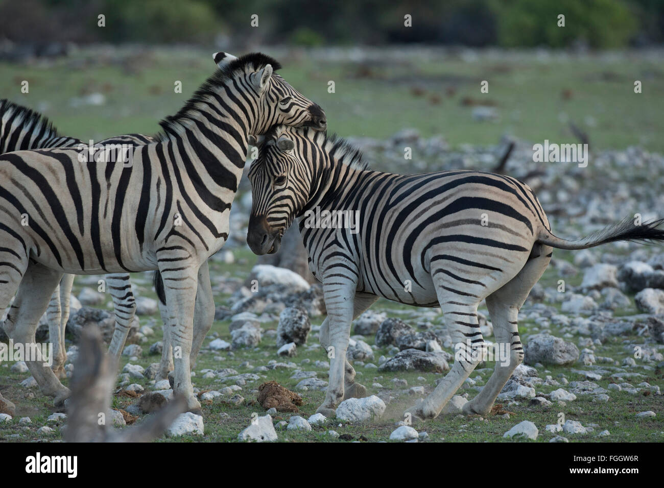 Zebra , dos animales sparring Foto de stock