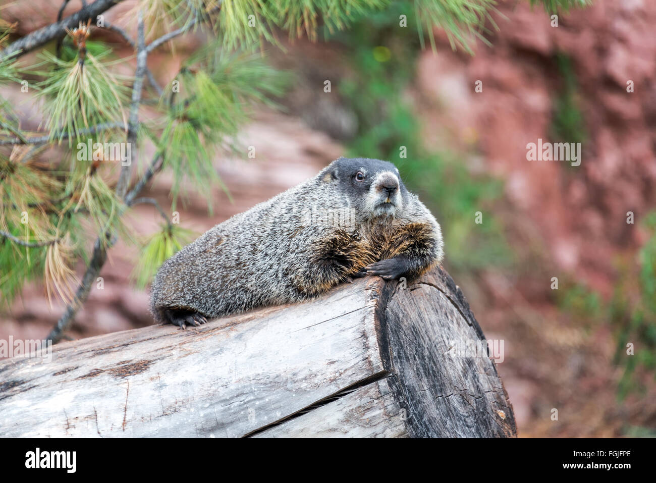 Vista de un relajante de la marmota en un registro Foto de stock