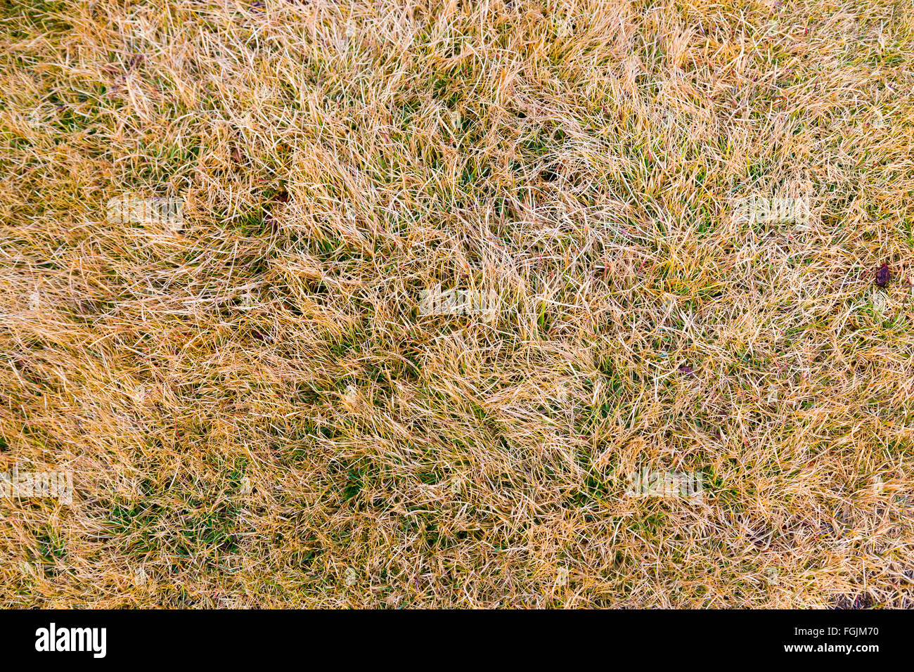 La textura de la hierba en un campo en un campo de golf durante el invierno busca casi muerto. Foto de stock
