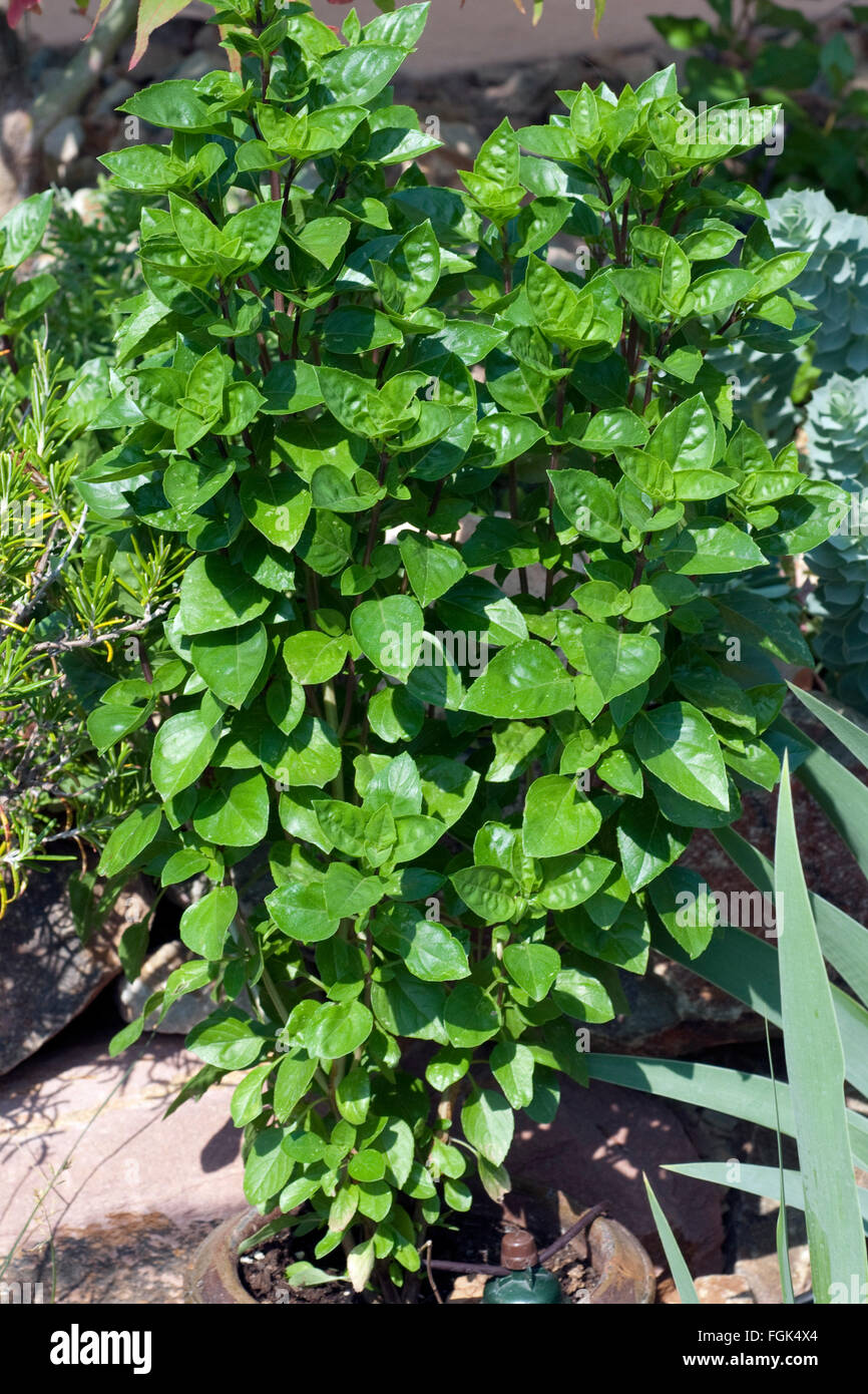 Strauchbasilikum, Ocimum basilicum, especie; Foto de stock