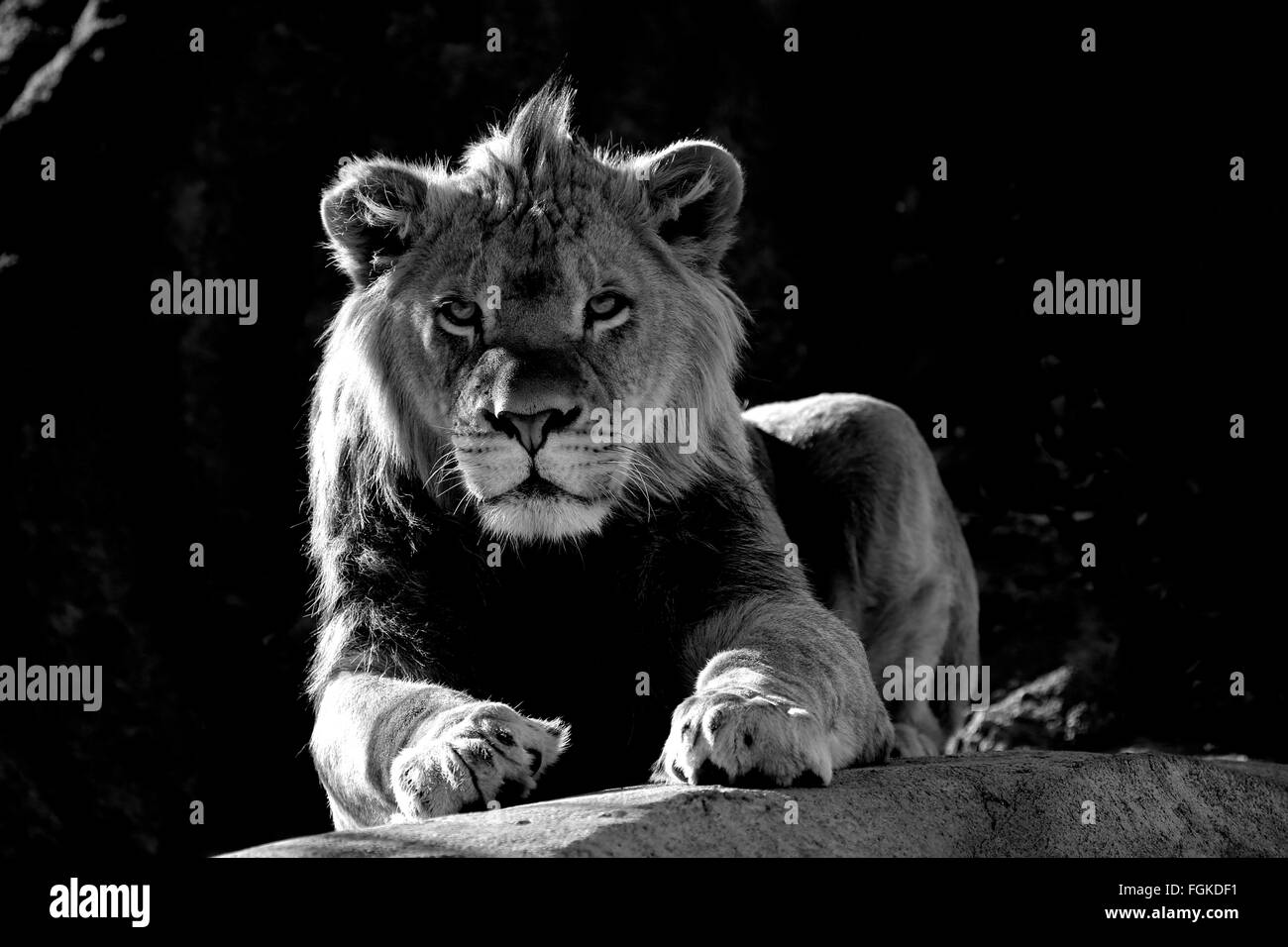 León Africano joven en blanco y negro Foto de stock