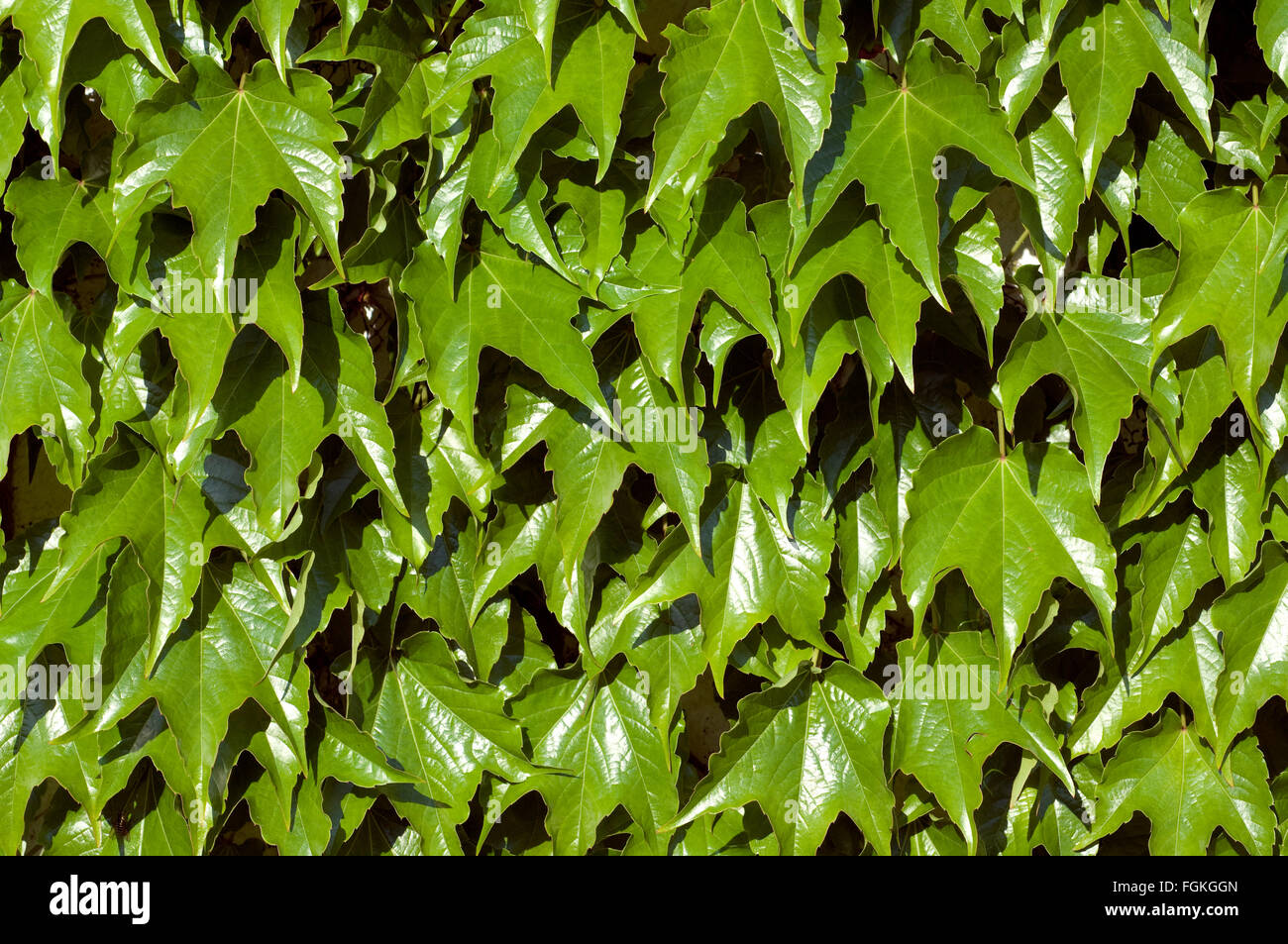 Wilder Wein; Parthenocissus quinquefolia Foto de stock
