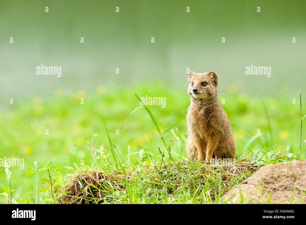 Mongoose comúnmente encontrados en toda el África subsahariana. El estado de conservación es menor preocupación Foto de stock