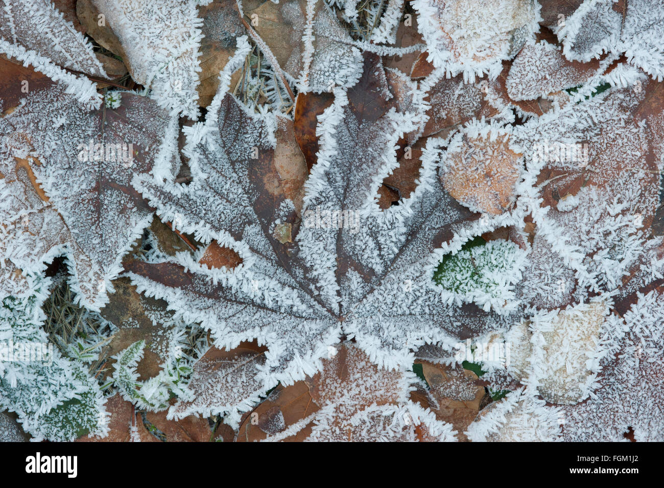 Cristales de escarcha pesada sobre caído hojas de arce, Montañas Cascade, en Washington, el invierno Foto de stock