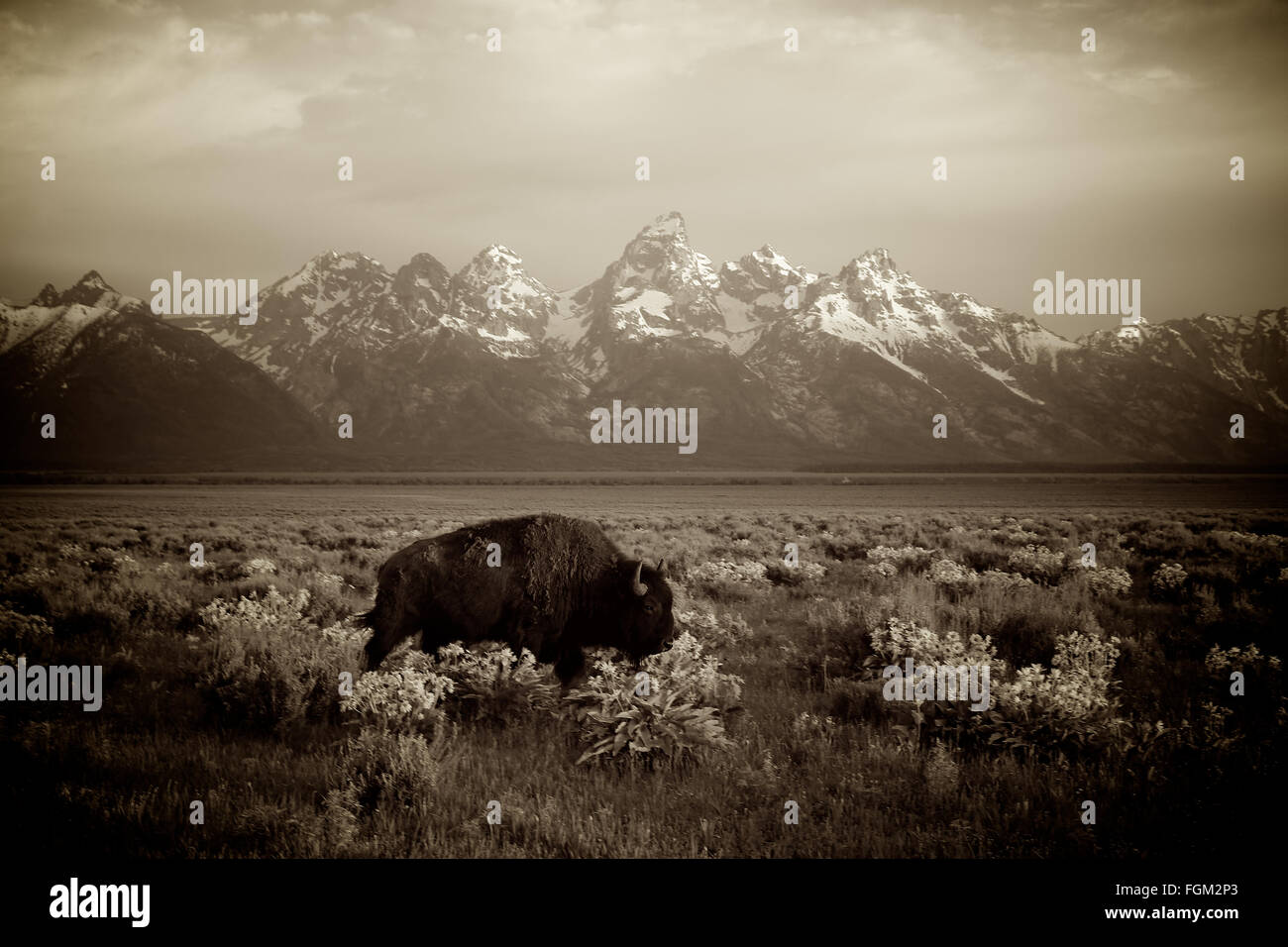 Bisontes americanos caminando delante del Parque Nacional Gran Tetón Foto de stock