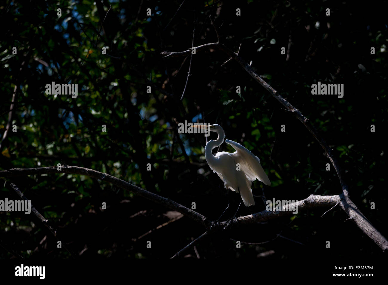 Gran Egret, Ardea alba, en el bosque de manglar junto al Río Grande, provincia de Coclé, República de Panamá. Foto de stock