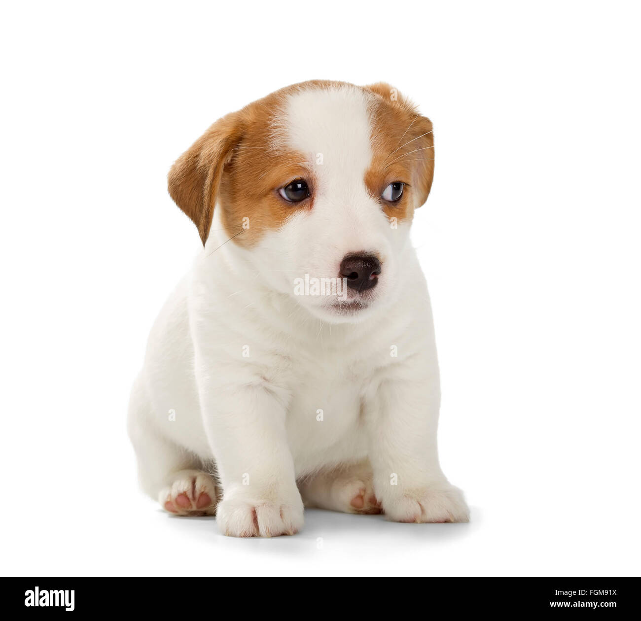 Jack Russell Terrier aislado sobre fondo blanco. frontal, sentado de stock - Alamy