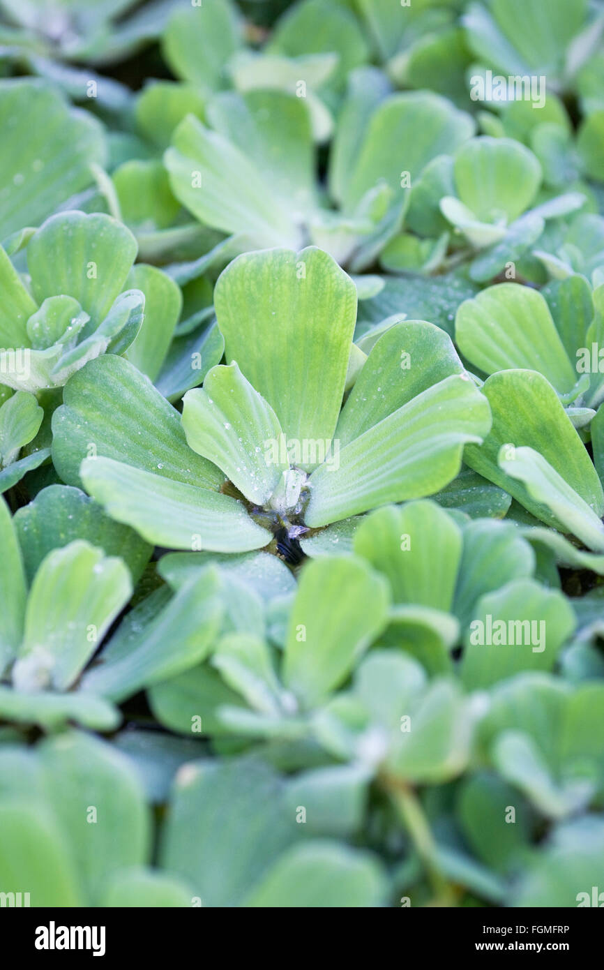 Pistia stratiotes. La lechuga de agua cubriendo un estanque ornamental. Foto de stock