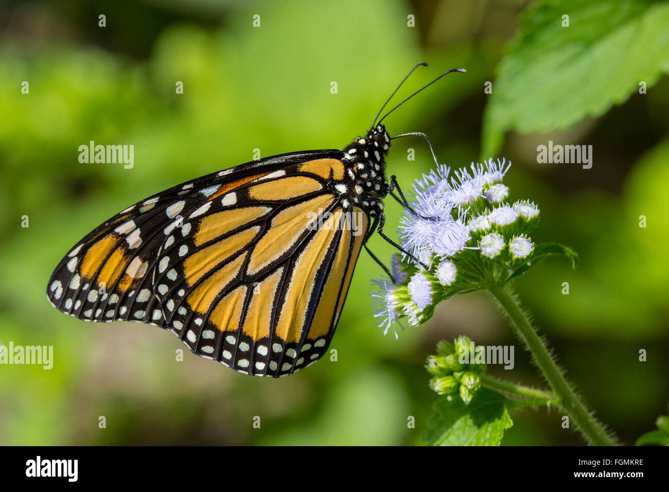 Mariposa monarca Danaus plexippus en las fincas de mariposas en Fort Myers Florida Foto de stock