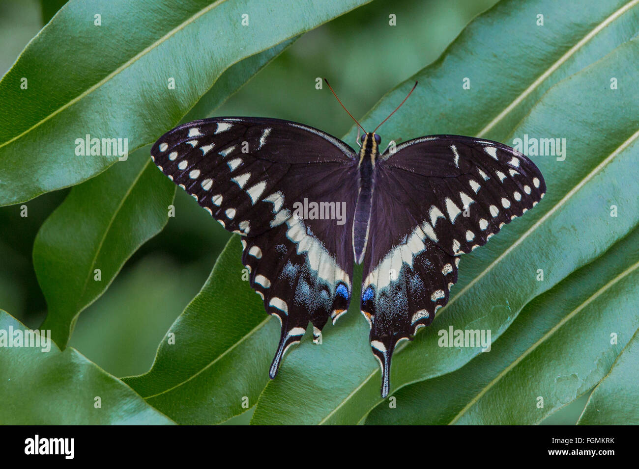 Este Especie Papilio polyxenes mariposas en el Mariposario Estates en Fort Myers Florida Foto de stock