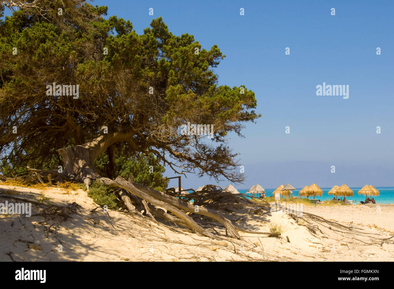 Griechenland, Kreta, Ireapetra, die unbewohnte Insel Chrissi ist Stechwacholder bewachsen mit dessen Wurzelwerk den Sandboden ser Foto de stock