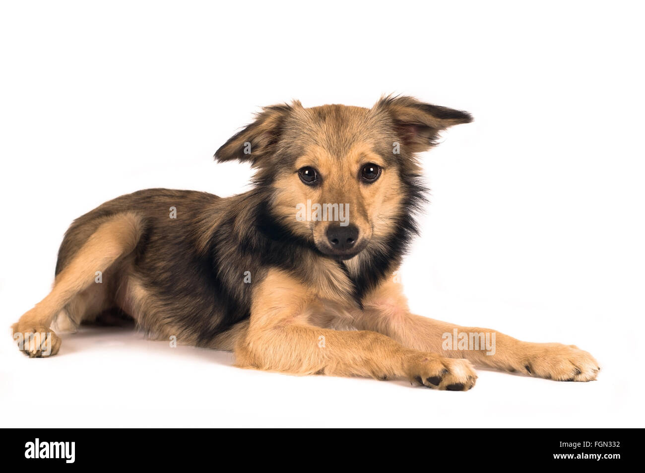 Lindo perro de raza mixta retrato Foto de stock