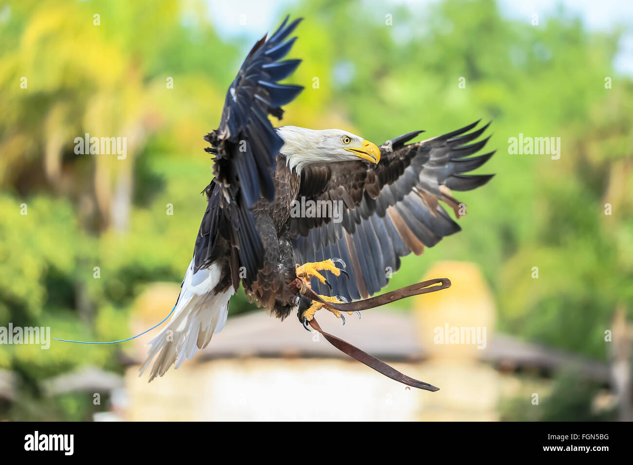 El águila calva (Haliaeetus leucocephalus) Foto de stock