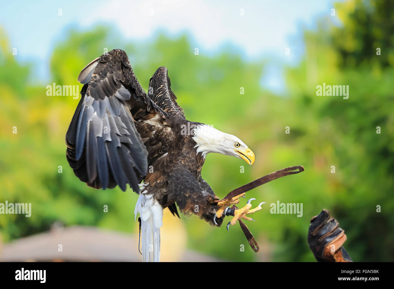 El águila calva (Haliaeetus leucocephalus) Foto de stock