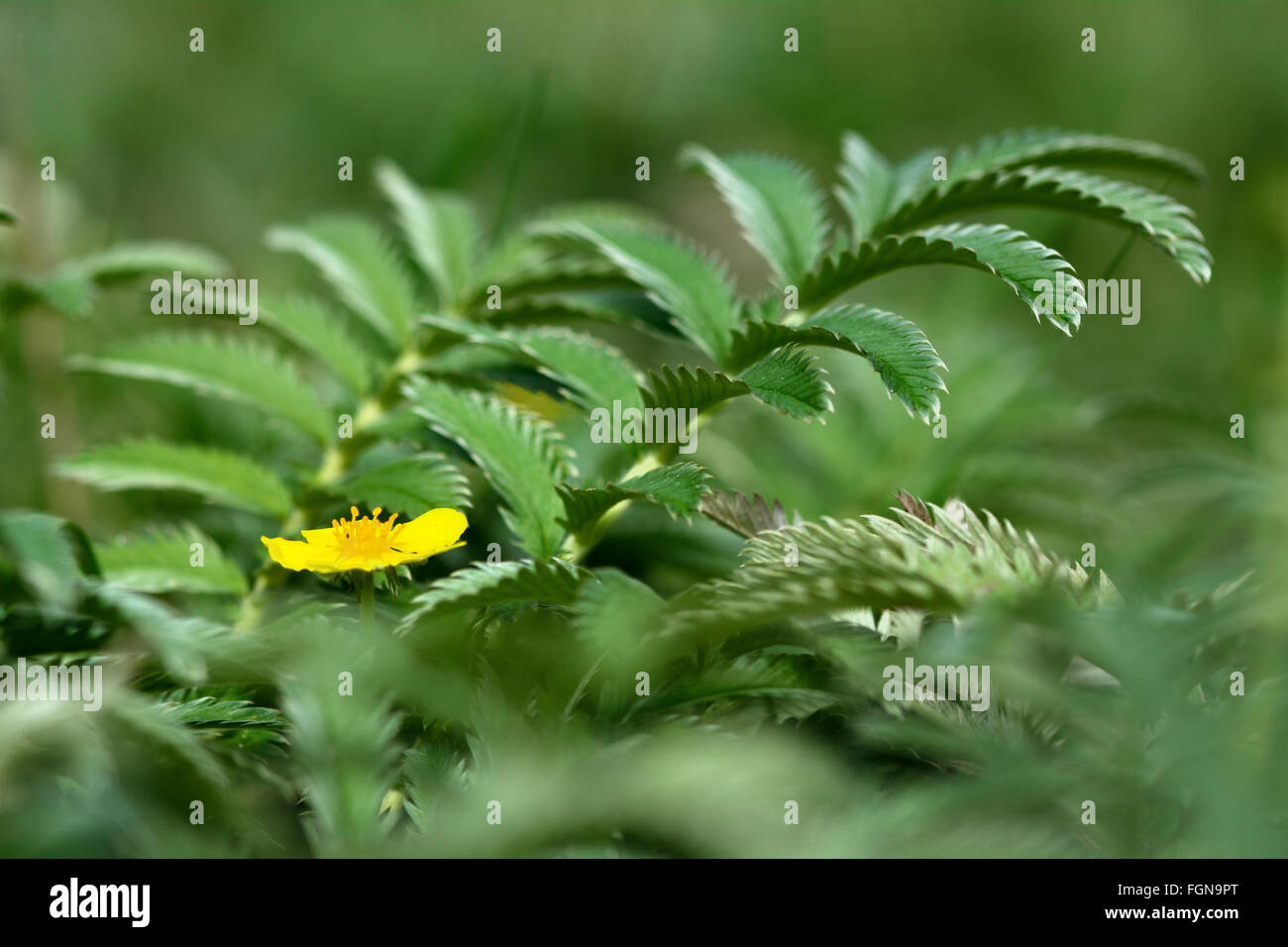 (Potentilla anserina Silverweed). Una planta de flores amarillas en la familia de rosas (Rosaceae), con puntas de plata a sus hojas Foto de stock