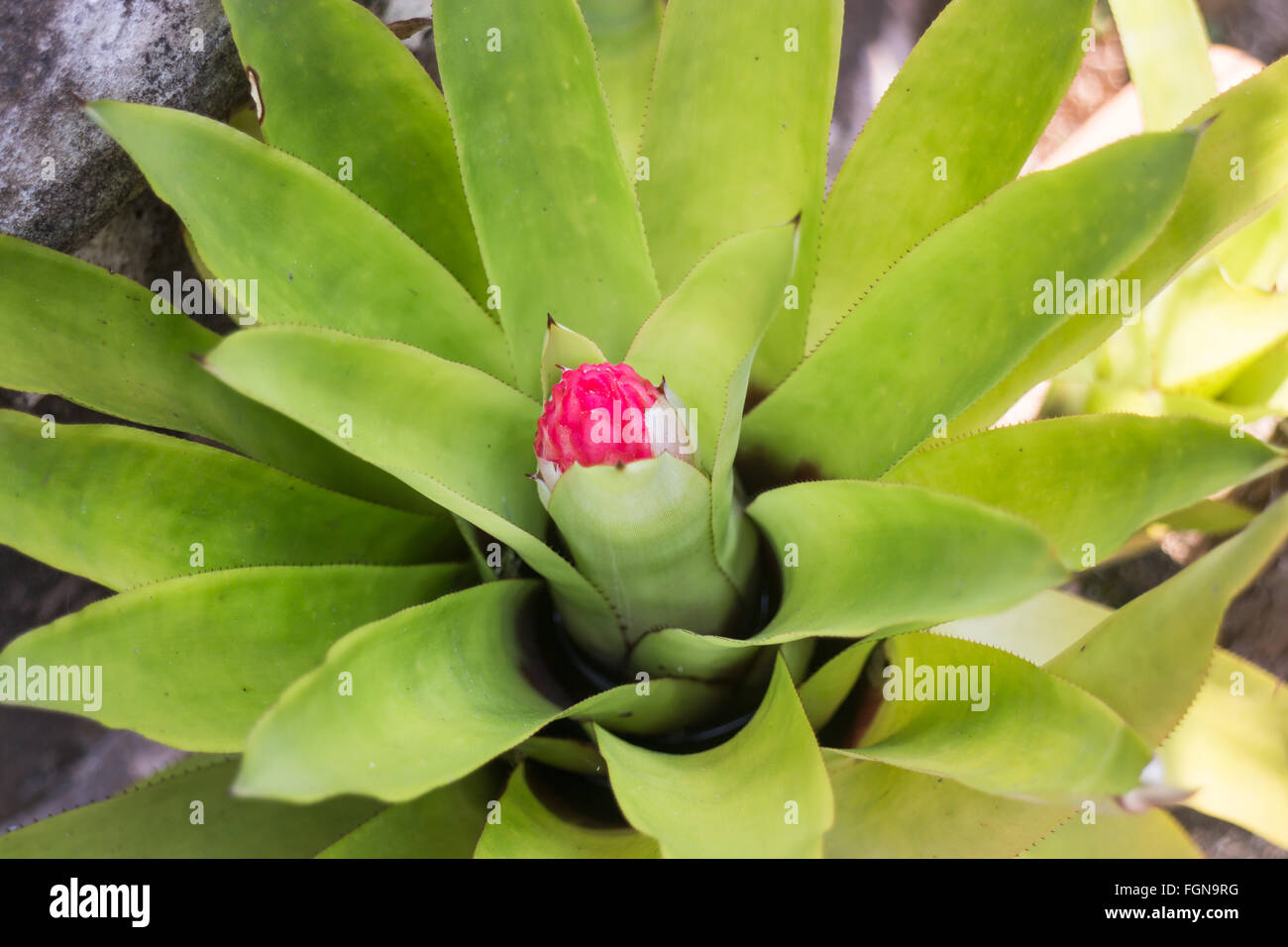 Capullo de flor rosa en hoja verde planta fotografías e imágenes de alta  resolución - Alamy