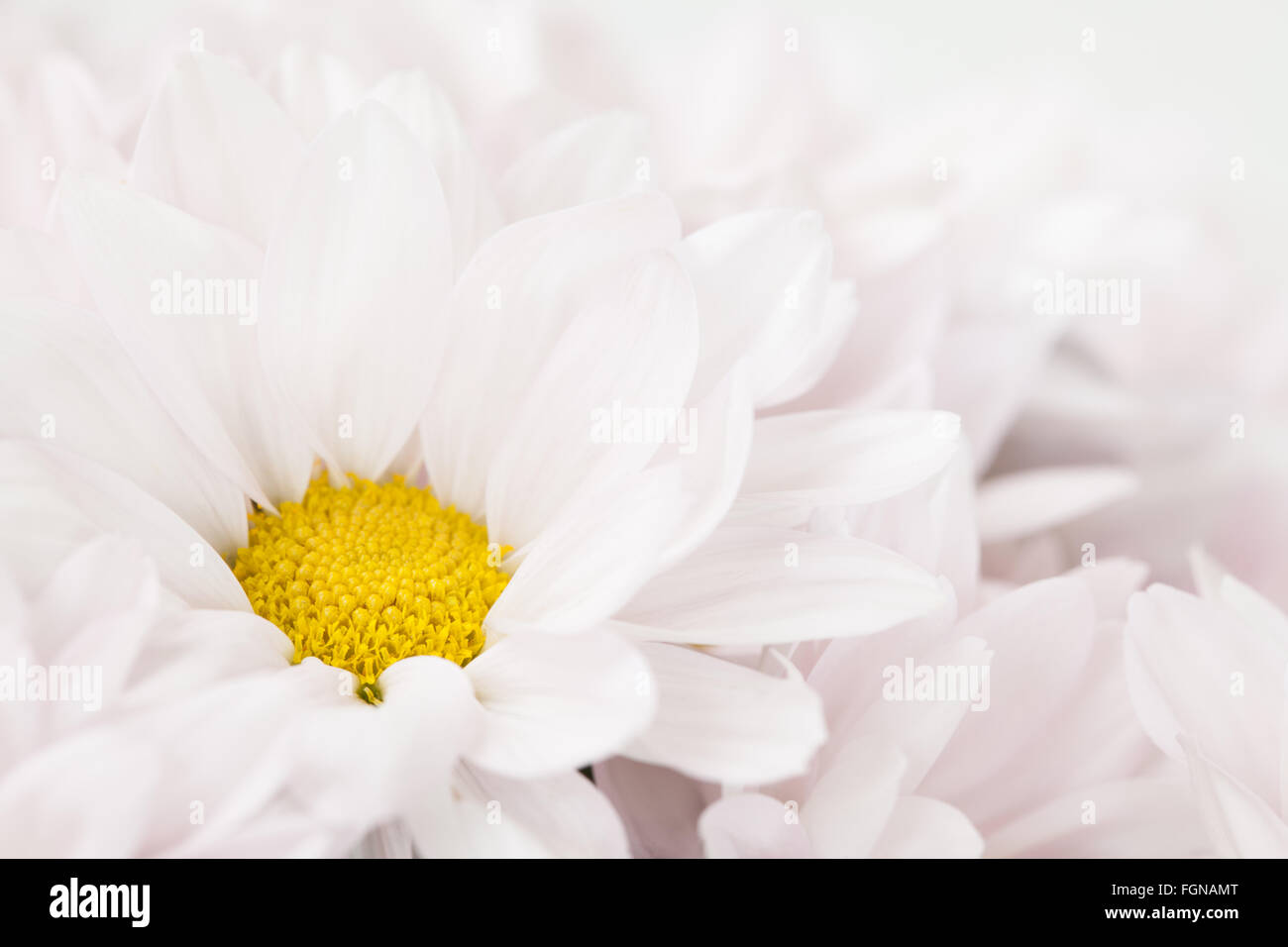 Daisy flor rosa amarillo blanco Margaritas florecen Flores florales Foto de stock