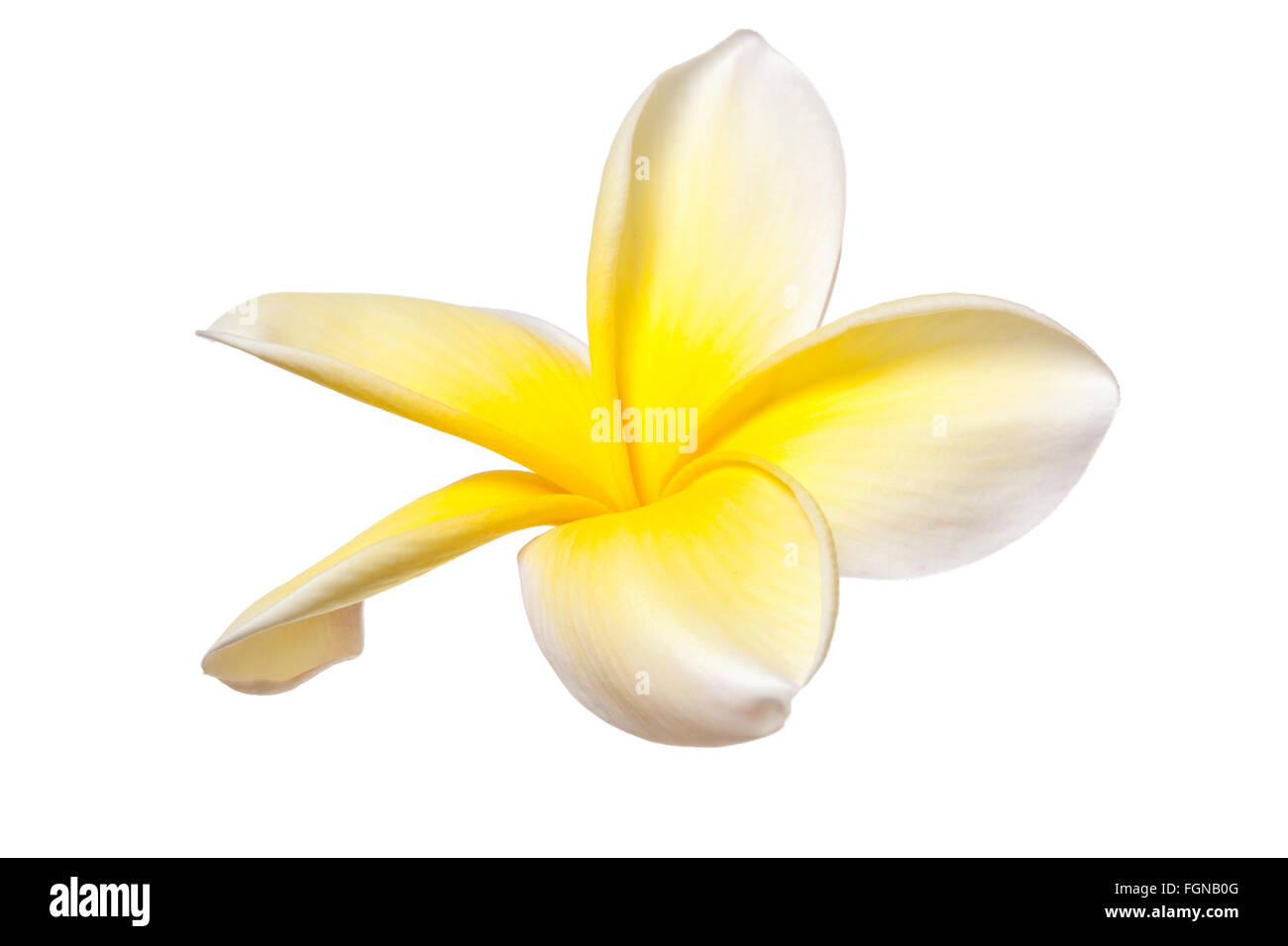 Flor Frangipani Plumeria Flores Tropicales en blanco y amarillo sobre fondo blanco. Foto de stock