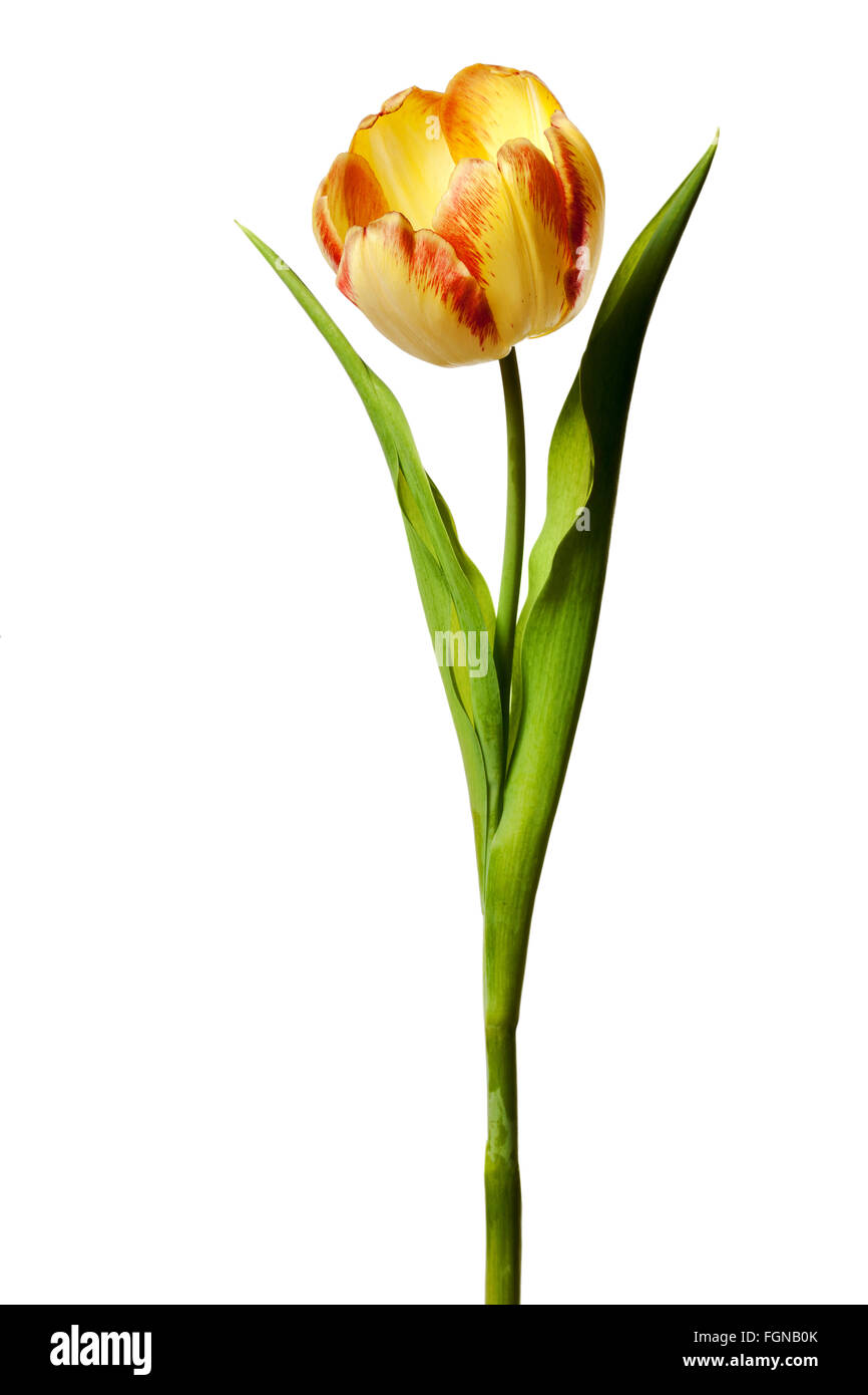 Flor de tulipán amarillo rojo naranja tulipanes florales flor sobre fondo blanco. Foto de stock