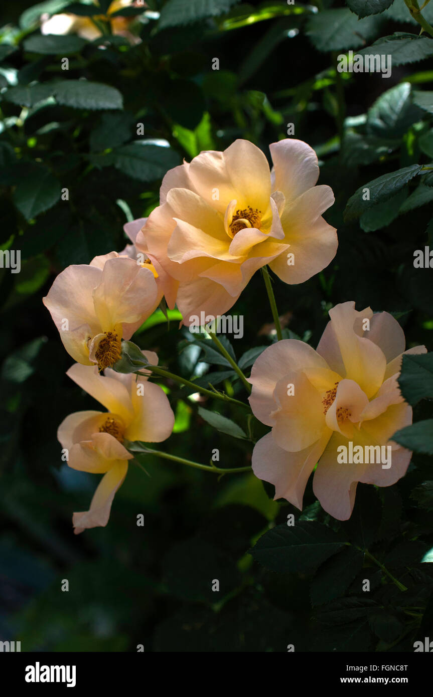 Rosa, Rosa moderno Sunrise, arbusto, Blend, amarillo Foto de stock